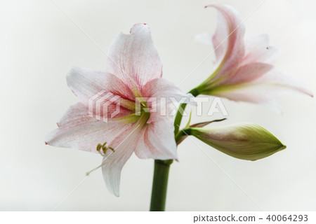 Lilium longiflorum flower Lilium longiflorum flower 40064293