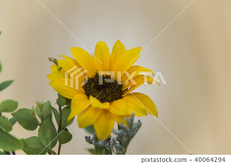 Sun flowers blooming Sun flowers blooming 40064294