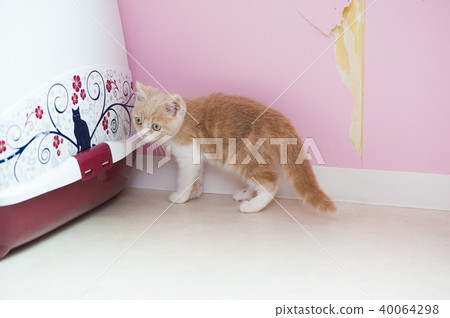 Cat 40064298