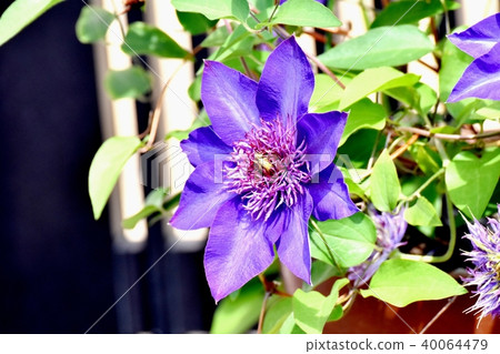 Clematis blooming in Mitaka Nakahara 40064479