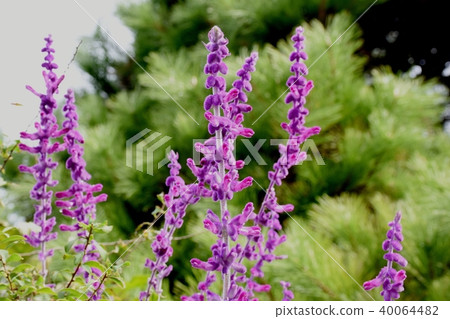 Amethyst Sage Blooming in Mitaka Nakahara Amethyst Sage Blooming in Mitaka Nakahara 40064482