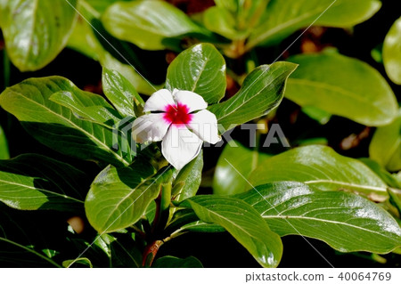 開花在三鷹中原的白色Nichinoscisso 開花在三鷹中原的白色Nichinoscisso 40064769