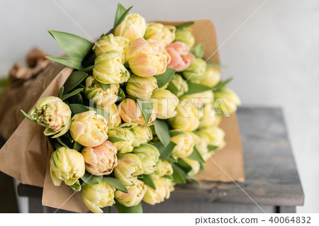 Tulips of pastel yellow color. Big buds. Floral natural backdrop. Unusual flowers, unlike the others Tulips of pastel yellow color. Big buds. Floral natural backdrop. Unusual flowers, unlike the others 40064832