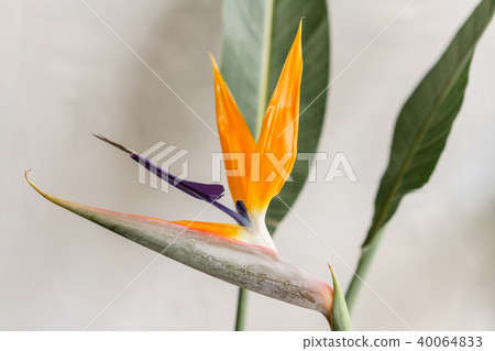 Still life with an orange flower of Strelitzia Reginae - bird of paradise. Vintage grey background Still life with an orange flower of Strelitzia Reginae - bird of paradise. Vintage grey background 40064833