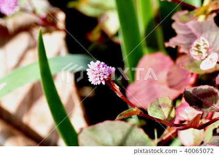 Pink himetsuborusa which blooms in Mitaka Nakahara 40065072