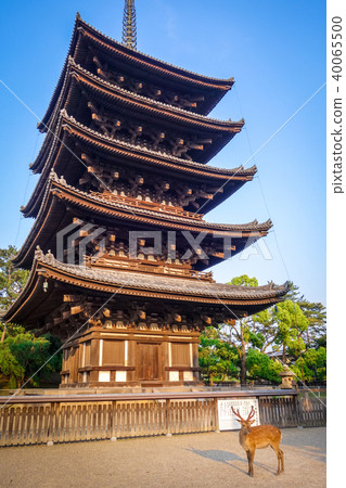 Deer in front of kofuku-ji pagoda, Nara, Japan Deer in front of kofuku-ji pagoda, Nara, Japan 40065500