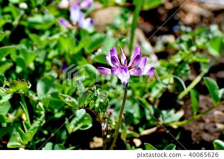 Flower blooming in the Mitaka Sengawa adjacent park 40065626