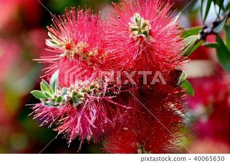 開花在三鷹中原的蕓苔 開花在三鷹中原的蕓苔 40065630