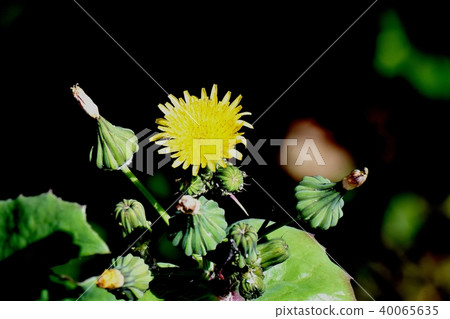 開花在三鷹中原的黃色nogeshi花 開花在三鷹中原的黃色nogeshi花 40065635