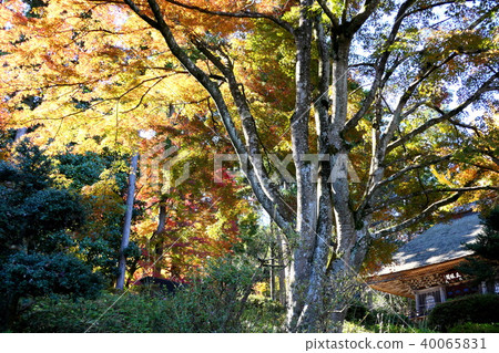 Impression of autumn GOTOKUJI 40065831