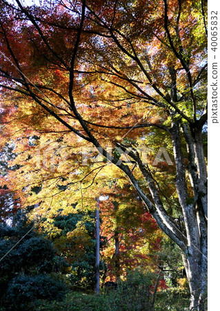 Impression of autumn Impression of autumn 40065832