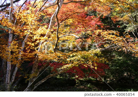 Impression of autumn 40065854