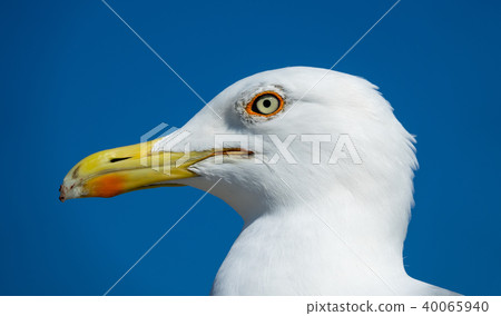 big seagull close up portrait big seagull close up portrait 40065940