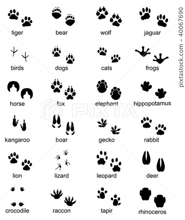 footprints of wild animals footprints of wild animals 40067690