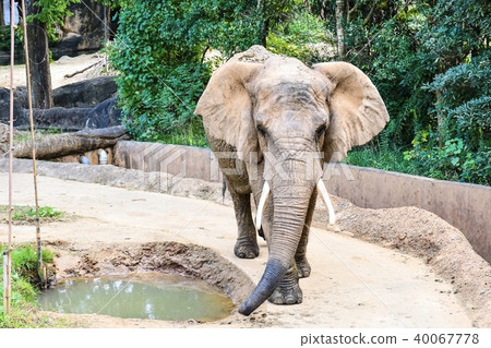 African elephant 40067778