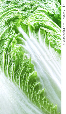 Chinese cabbage close-up background 40067918