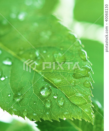 Green leaf with water droplets 40068130