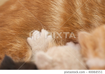 Cat Cat 40068551