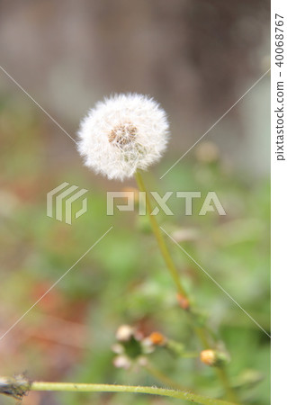 Dandelion Dandelion 40068767