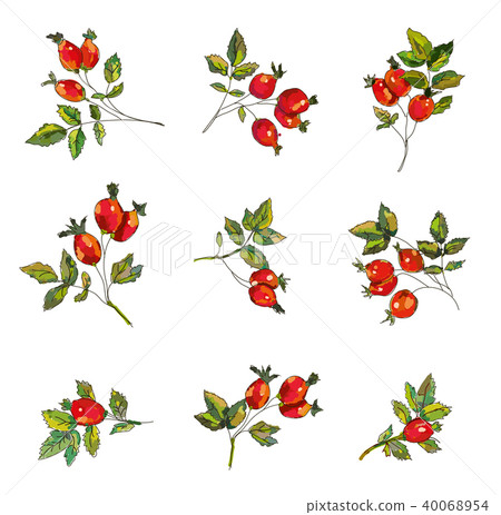 Rosehip set with berries and leaves illustration Rosehip set with berries and leaves illustration 40068954