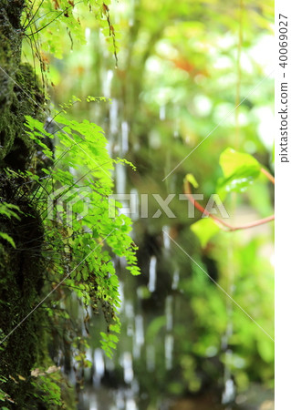 熱帶森林 40069027