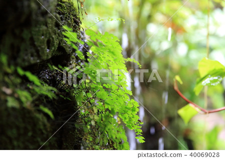 熱帶森林 熱帶森林 40069028