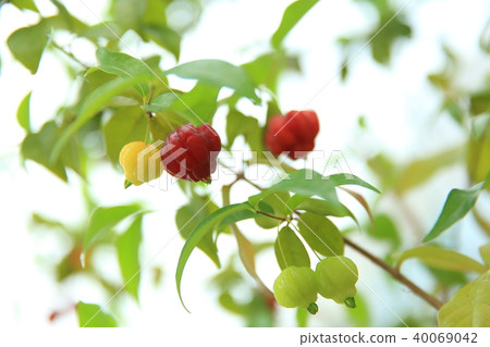 熱帶森林 熱帶森林 40069042