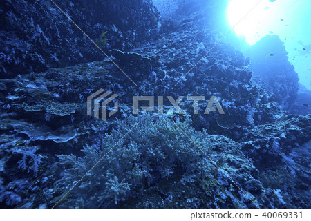 Fish on underwater coral reef 40069331