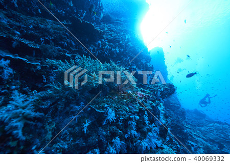 Fish on underwater coral reef 40069332