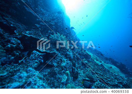 Fish on underwater coral reef 40069338