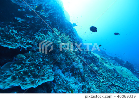 Fish on underwater coral reef 40069339