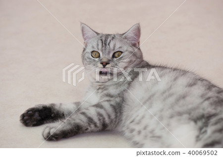 Cat Cat 40069502