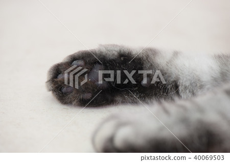 Cat Cat 40069503