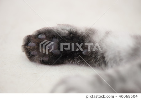 Cat Cat 40069504