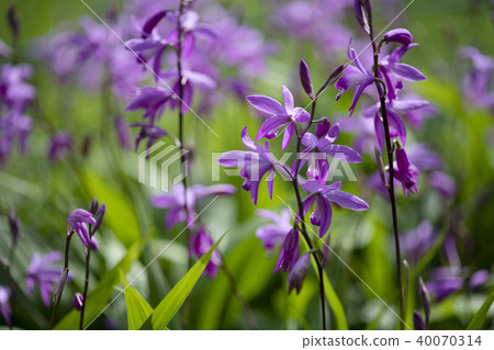 紫色矽烷花 40070314