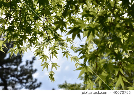 Fresh green eco image 40070795