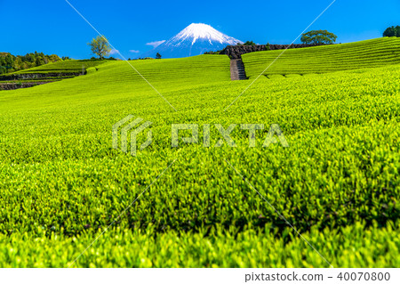 “靜岡縣”富士山·今宮茶園 “靜岡縣”富士山·今宮茶園 40070800
