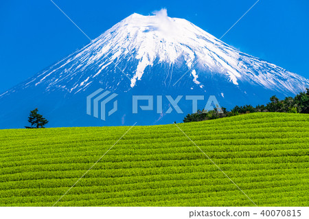 "Shizuoka Prefecture" Mt. Fuji · Imamiya tea plantation 40070815