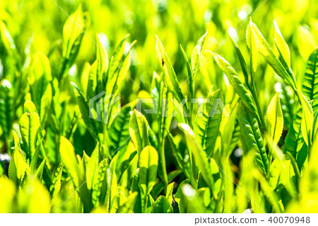 Tea field in Shizuoka prefecture Tea field in Shizuoka prefecture 40070948