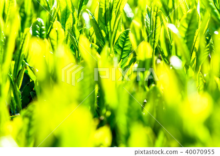 Tea field in Shizuoka prefecture Tea field in Shizuoka prefecture 40070955
