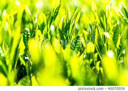 Tea field in Shizuoka prefecture Tea field in Shizuoka prefecture 40070956