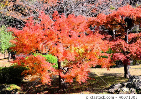 Maple Maple 40071303