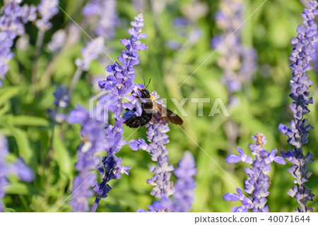 Blue salvia Blue salvia 40071644