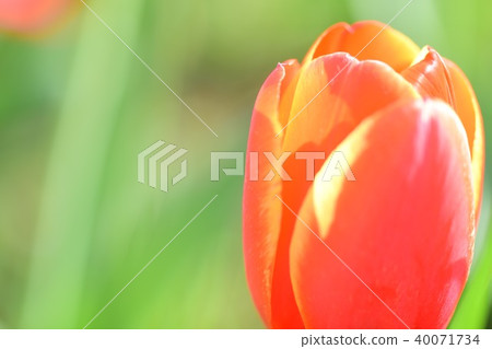 Tulip 40071734