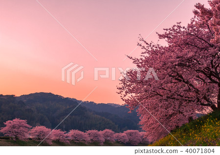 一個在日落時染成櫻花的村莊 一個在日落時染成櫻花的村莊 40071804