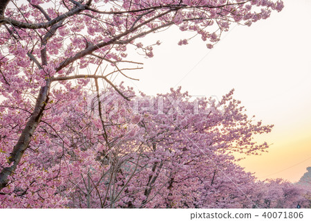 日落天空和櫻花 40071806