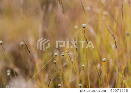 Dusita Wild flower blooming in Thailand Dusita Wild flower blooming in Thailand 40071936
