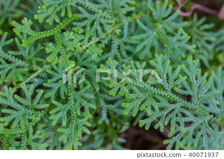Thuja occidentalis, or eastern arborvitae close-up Thuja occidentalis, or eastern arborvitae close-up 40071937