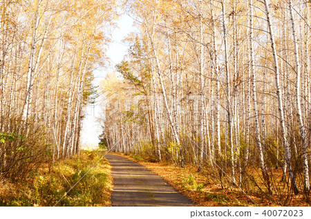 autumn road autumn road 40072023