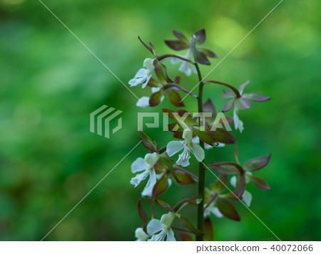 Evine在野外野外生長 40072066